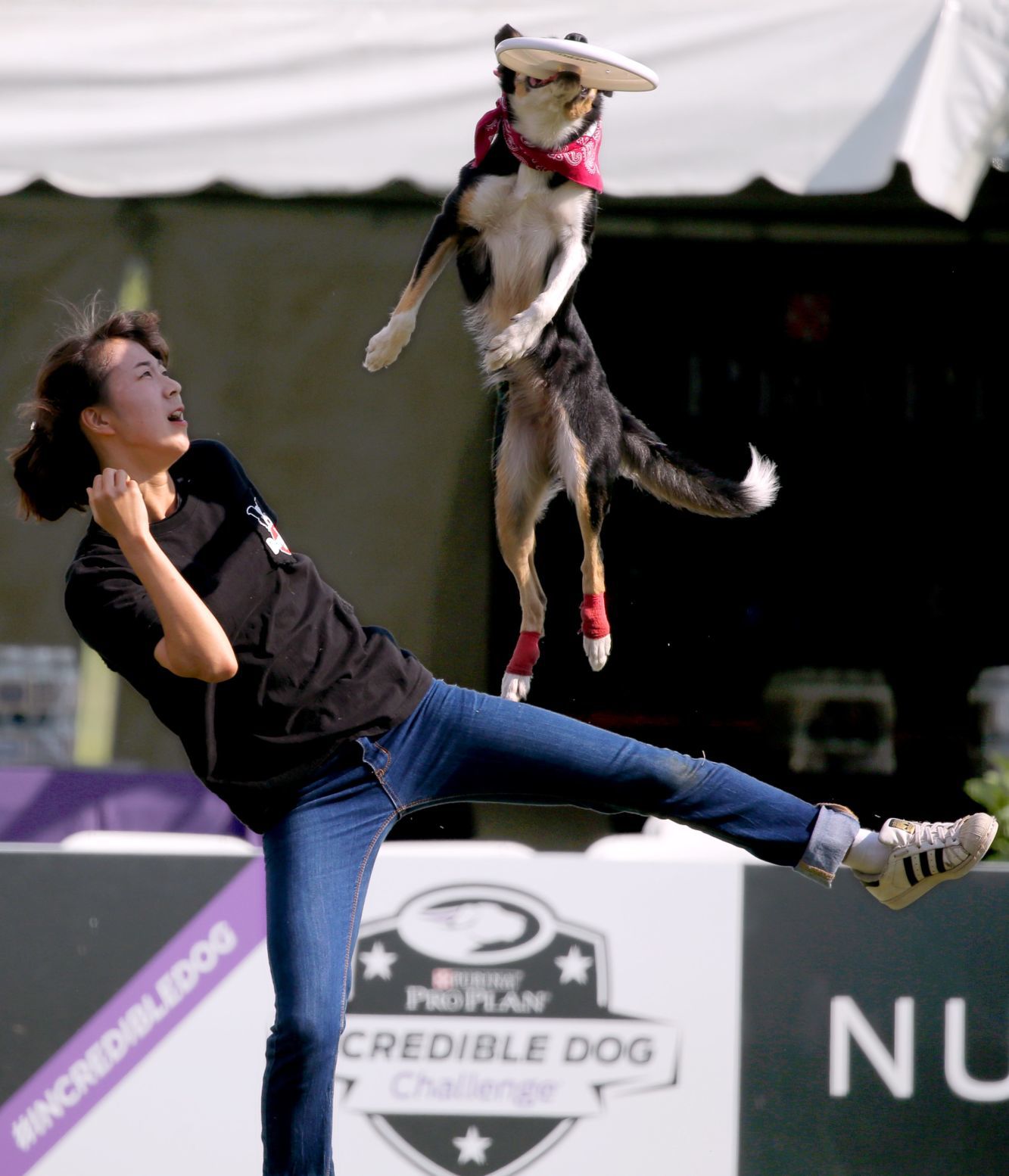 Incredible dogs compete at Purina Farms